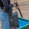 Allen Company Competitor Shotgun Shell Bag – Sporting Shell Bag for Clay, Trap or Skeet Shooting(Double Compartment Bag)