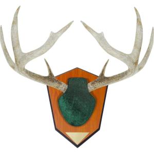 Allen Antler Mounting Kit with Skull Cover & Engraveable Plaque(Green)