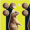 Allen Company EZ Aim Splash Reactive Paper Shooting Targets, Prairie Dog Target, 8″ W x 8″ H, 6-Pack, Black/Chartreuse