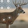 EZ-Aim Non-Adhesive Splash Range Shooting Targets Animal Dear Whitetail Coyote by Allen, Paper Target, 13 x 24 inches – 3 Pack/for Gun – Rifle – Pistol – Airsoft – BB Gun – Air Rifle(Whitetail Target  3 Pack)