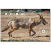 Allen Company EZ Aim Paper Four Color 25 inch x 35 inch Coyote Target by Allen, 2 Pack, Multicolor